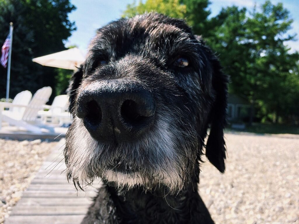 dog, canine, goldendoodle-2546062.jpg