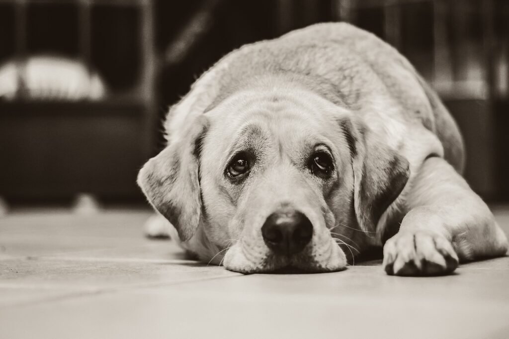 dog, nature, labrador-1126025.jpg