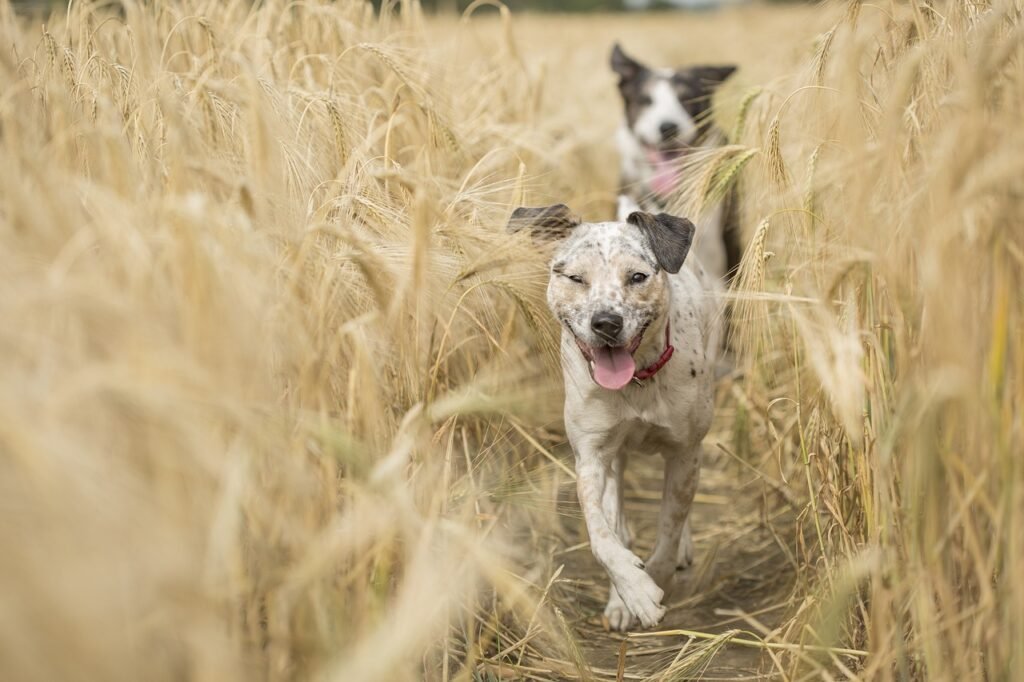 dogs, running, pet-4688586.jpg