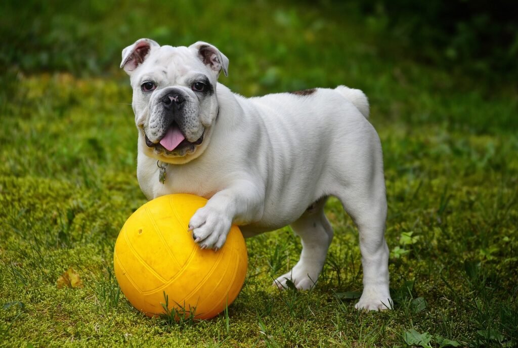 english bulldog, bulldog, ball-562723.jpg