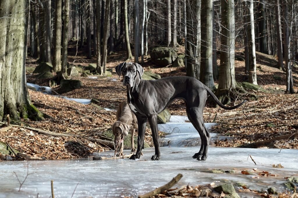 great dane, standing dog, ice-3199063.jpg