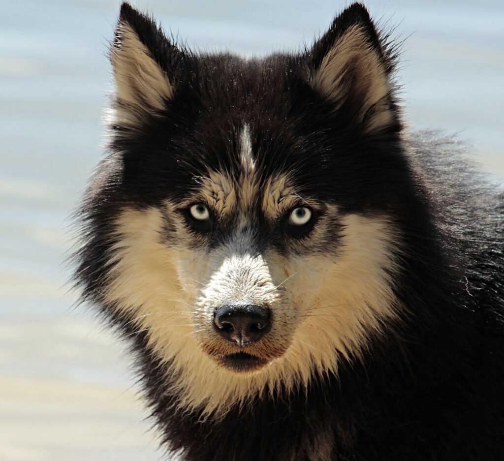 husky, dog, pet-3380548.jpg