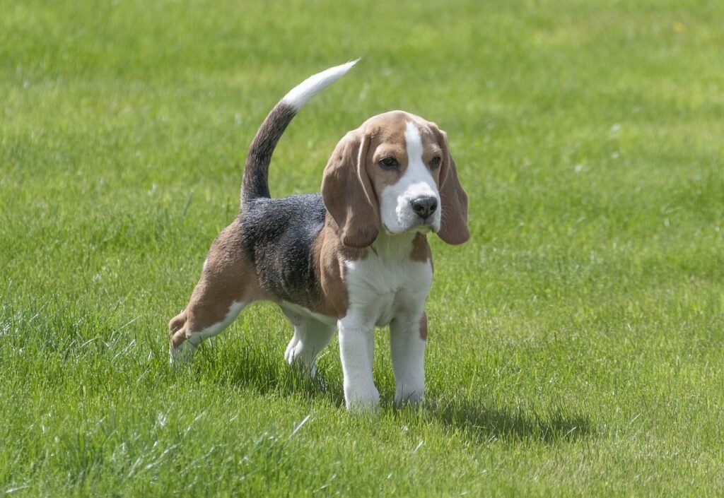 beagle, dog, puppy-3877115.jpg