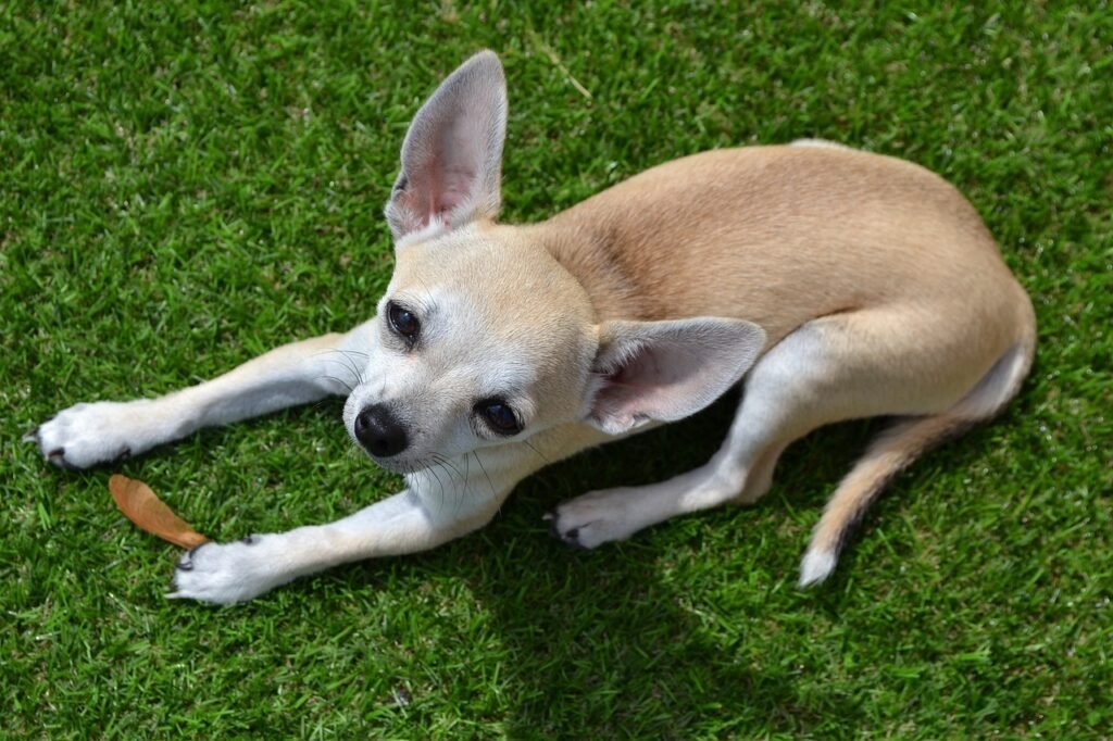 chihuahua, dog, animal-553790.jpg