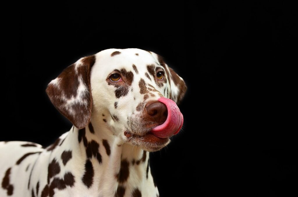 dalmatian, dog, lick-1020790.jpg