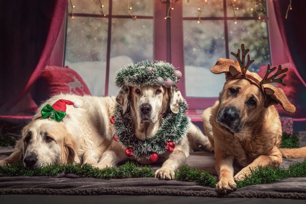 dog, animal, christmas-4708726.jpg