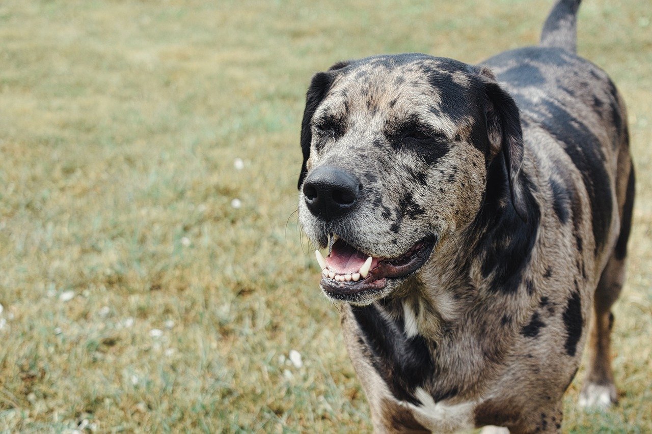 Rare and Unique: Exploring Lesser-Known Dog Breeds Worth Discovering ...