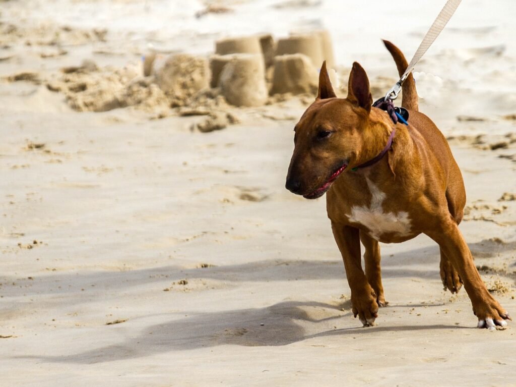 dog, miniature, bull terrier-2707560.jpg