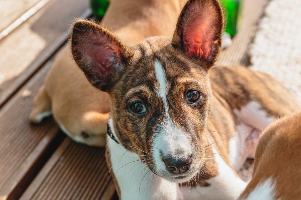 dog, pet, portrait-7619690.jpg