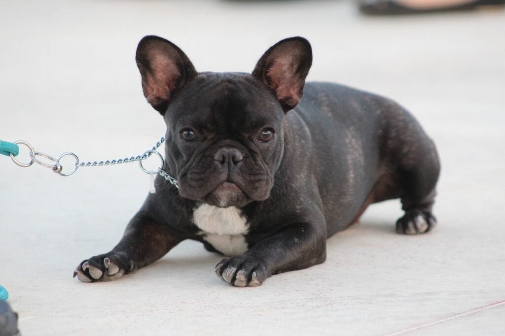 excited, happy dog, dog class-5227952.jpg