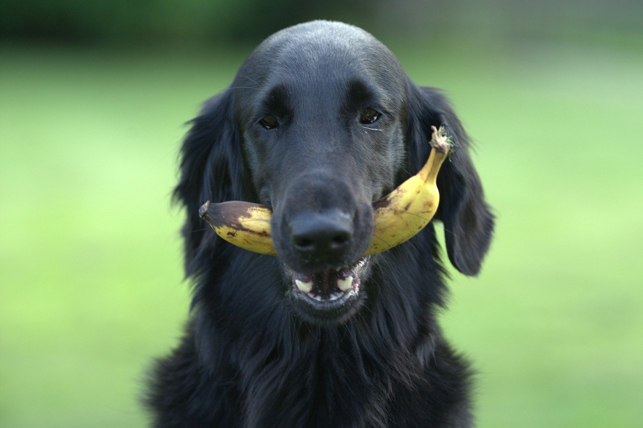 Curated visual reference: Fresh Look at Can Dogs Eat Bananas A Quick Guide To Canine Banana