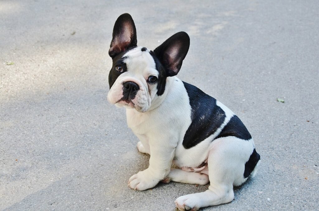 french bulldog, dog, puppy-277255.jpg