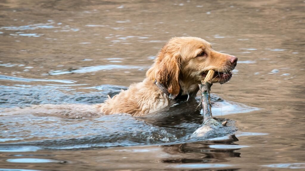 golden retriever, animal, retrieve-2203212.jpg