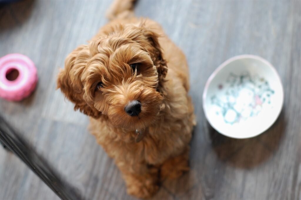 labradoodle, australian labradoodle puppy, puppy-2330320.jpg