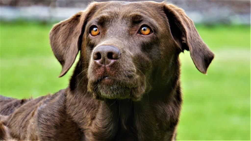 labrador, pet, dog-4246322.jpg