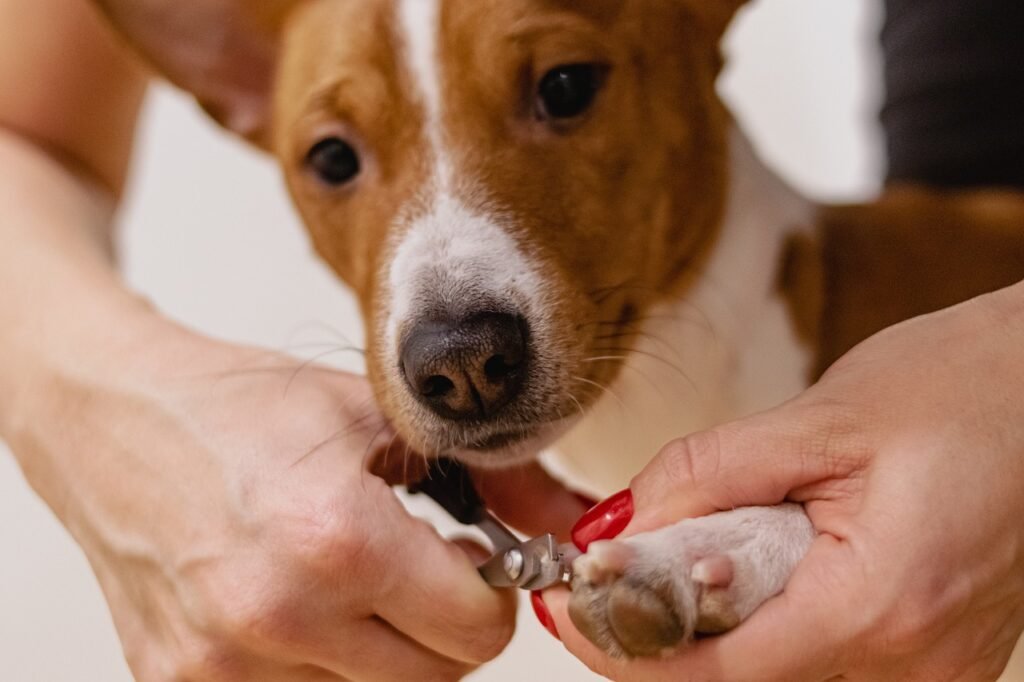 nail clipping, pet grooming, nature-6926857.jpg