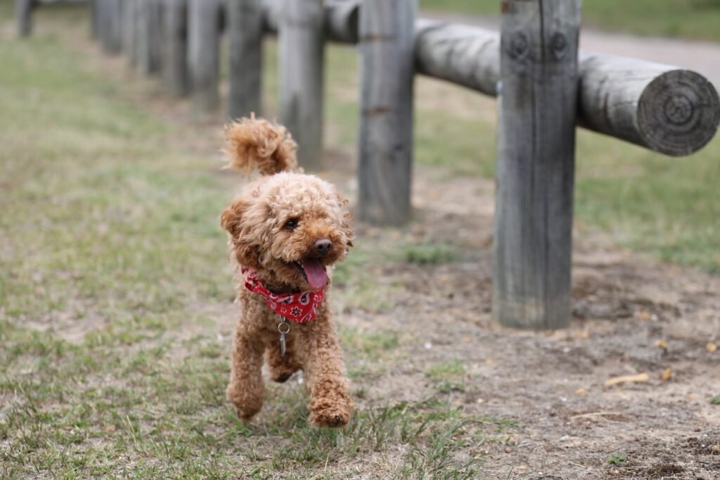 poodle, toy poodle, dog-2521137.jpg