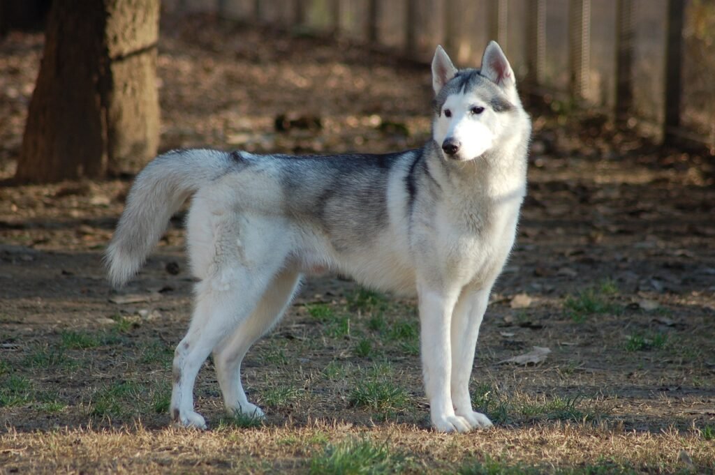 siberian husky, dog, animal-4735878.jpg