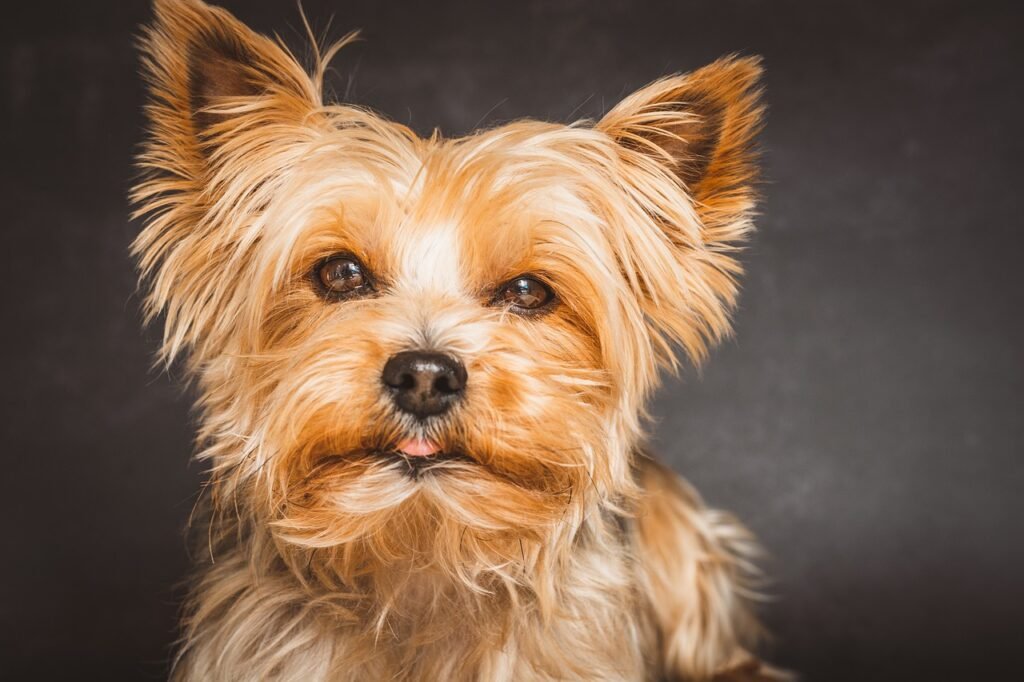 yorkshire terrier, dog, pet-7858320.jpg