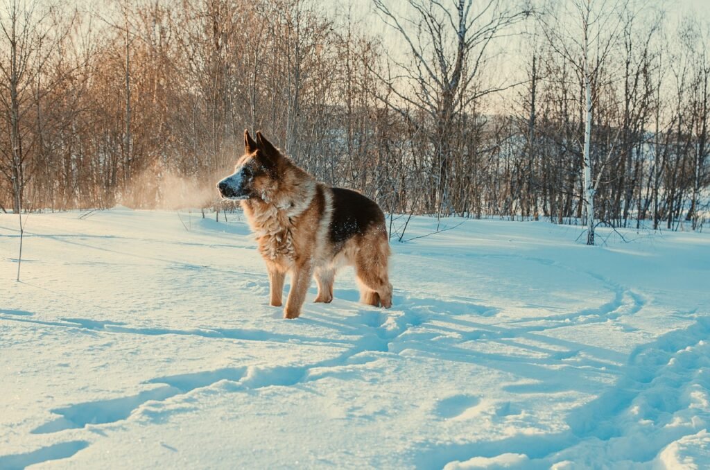 dog, winter, pet-5065411.jpg