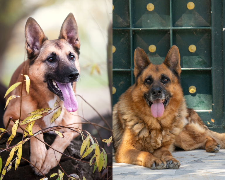 Belgian Malinois or German Shepherd