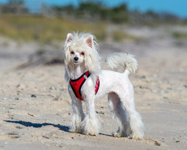 Complete Care Guide for Chinese Crested Powder Puff