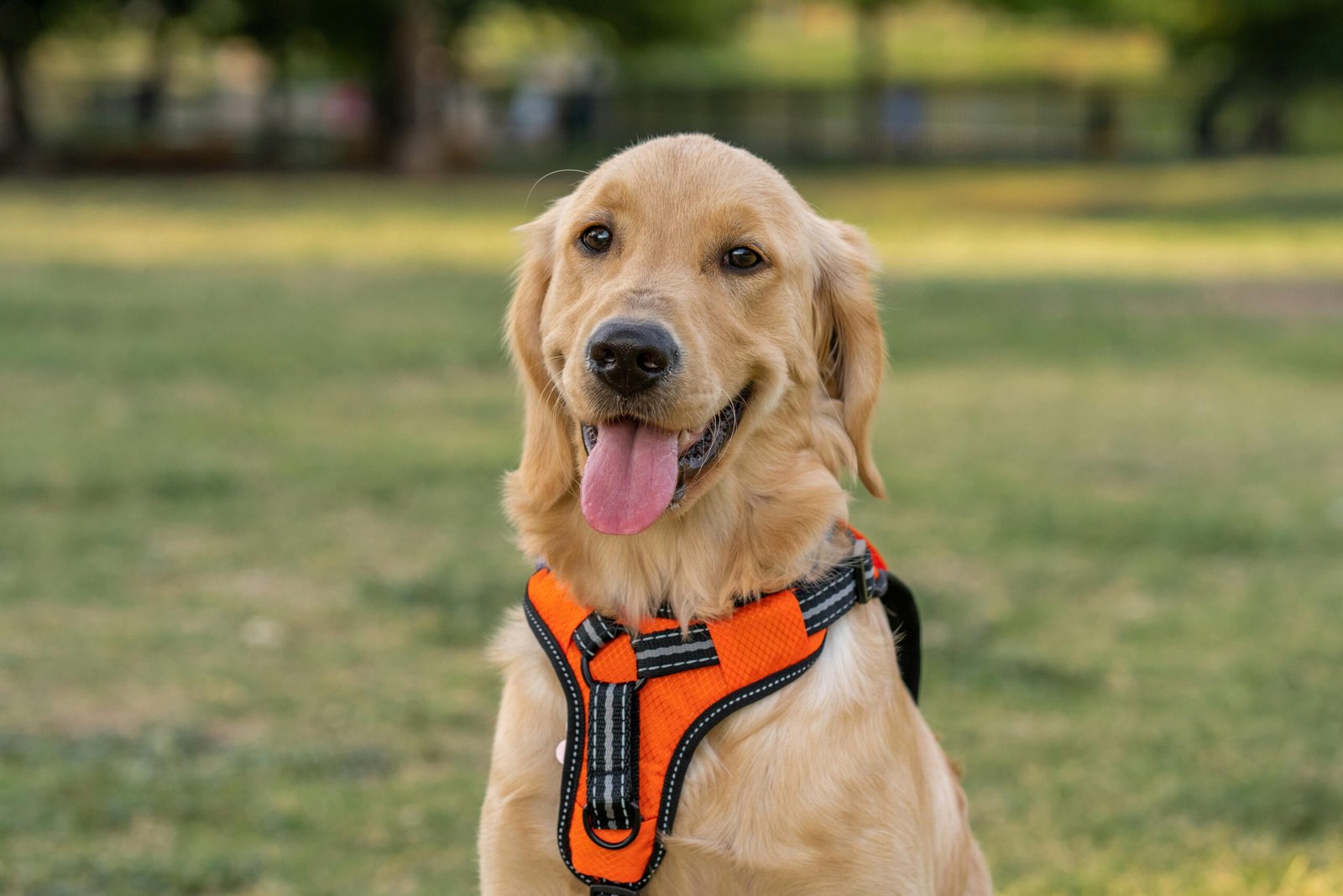 Golden Retriever wearing harness in a sunny park, tongue out, outdoors.